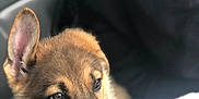 Zoé is registered to the contest to win money with this photo: dog, puppy, german_shepherd, close_up, tongue_out, ear_up, pet, canine, fur, cute, animal, young, face, nose, eyes, whiskers, indoor, blanket, cozy, soft