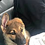 dog, puppy, german_shepherd, close_up, tongue_out, ear_up, pet, canine, fur, cute, animal, young, face, nose, eyes, whiskers, indoor, blanket, cozy, soft