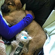 Zoé joined the competition — help win amazing prizes! puppy, sleeping, blanket, plush_toy, bed, person, hugging, purple_sleeve, fur, cozy, indoor, comfort, cute, resting, soft, toy, brown, black, fabric, relaxation