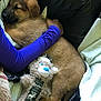 puppy, sleeping, blanket, plush_toy, bed, person, hugging, purple_sleeve, fur, cozy, indoor, comfort, cute, resting, soft, toy, brown, black, fabric, relaxation
