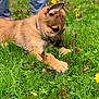 Zoé joined the competition — help win amazing prizes! puppy, dog, grass, greenery, outdoor, pet, animal, collar, ears, curious, nature, young, canine, person, pants, legs, closeup, spring, playful, field