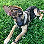 Zoé joined the competition — help win amazing prizes! dog, puppy, german_shepherd, grass, outdoor, pet, animal, nature, greenery, stick, playful, canine, young_dog, ears, collar, lying_down, cute, fur, paw, summer
