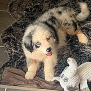 Joy participe au concours pour gagner de l'argent avec cette photo : puppy, dog, blue_eyes, furry_mat, stuffed_toy, elephant_toy, indoor, tile_floor, playful, cute, pet, animal, fluffy, young_dog, home, resting, looking_up, smiling, adorable, cozy