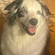 Joy a rejoint le concours — aidez-le/la à gagner de superbes lots ! attentive, blue_eyes, canine, close_up, dog, domestic, ears, fluffy_fur, happy, indoor, long_hair, merle_pattern, nose, pet, portrait, sitting, smiling, tiled_floor, tongue_out, whiskers