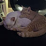 cat, cats, sleeping, nap, chair, orange_cat, white_cat, pet, feline, cozy, indoor, resting, cute, animal, friendship, black_chair, mesh_chair, paw, adorable, companion