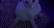 Gravy joined the competition — help win amazing prizes! alone, animal, blue_light, cat, curious, cute, dark, feline, indoor, looking_up, mystery, night, pet, quiet, sitting, small, striped_pattern, white_cat, young_cat, zebra_pattern