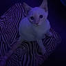 Gravy joined the competition — help win amazing prizes! cat, white_cat, zebra_pattern, indoor, pet, animal, feline, sitting, blue_light, dark, curious, looking_up, cute, small, young_cat, striped_pattern, mystery, quiet, night, alone