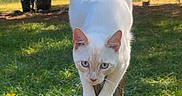 Gravy is registered to the contest to win money with this photo: cat, white_cat, animal, outdoor, nature, grass, tree, wooden_post, sunlight, fence, backyard, autumn, blue_eyes, focused, pet, mammal, daylight, playful, balance, curious