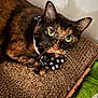 Hillary is registered to the contest to win money with this photo: animal, bandana, cardboard_scratch_pad, cat, close_up, cozy, curious, cute, domestic_animal, feline, fur, green_eyes, home, indoor, paws_pattern, pet, resting, scratching_surface, tortoiseshell, whiskers