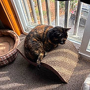 Hillary joined the competition — help win amazing prizes! animal, balcony, car, cardboard_scratch_pad, carpet, cat, daylight, feline, glass, home, indoor, outside_view, pet_bed, quiet, relaxing, shadow, sunlight, tortoiseshell, window, wood_frame