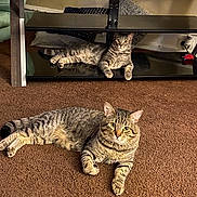 Wachito Jr joined the competition — help win amazing prizes! animal, brown_carpet, carpet, cat, cute, ears, eyes, fur, furniture, home, household, indoor, living_room, lying_down, pet, reflection, relaxing, shelf, tabby_cat, whiskers