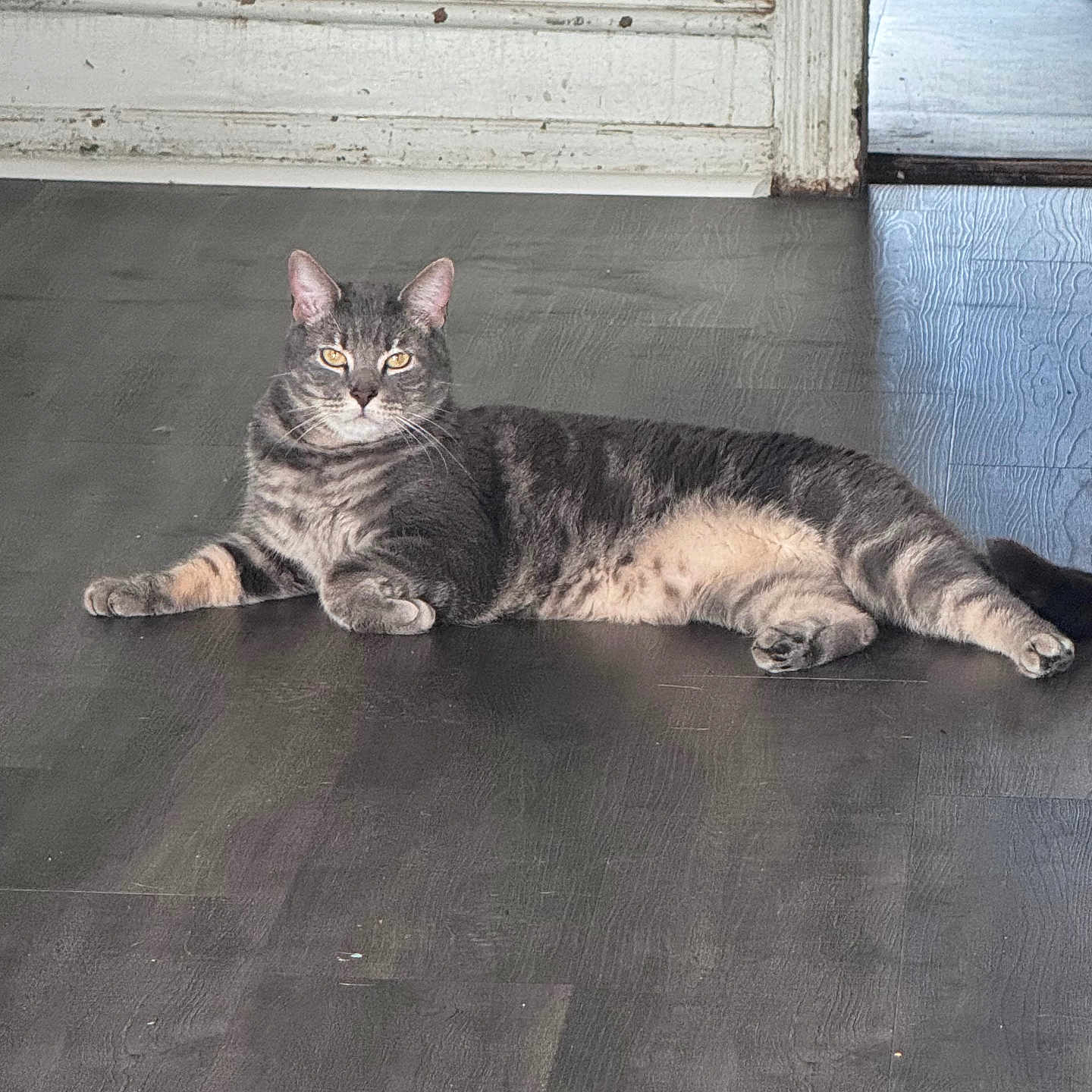 Wachito Jr joined the competition — help win amazing prizes! animal, brick_wall, calm, cat, cute, domestic_cat, door_frame, ears, eyes, feline, floor, gray_cat, indoor, laying_down, pet, relaxed, resting, tabby, whiskers, wooden_floor