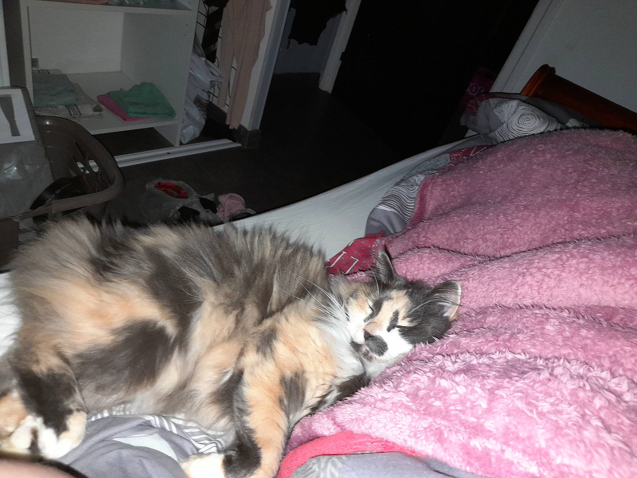 Marley a rejoint le concours — aidez-le/la à gagner de superbes lots ! canidae, carnivore, cat, comfort, companion_dog, curtain, dog_breed, domestic_short_haired_cat, fawn, felidae, fur, grey, paw, picture_frame, room, small_to_medium_sized_cats, snout, sporting_group, tail, whiskers