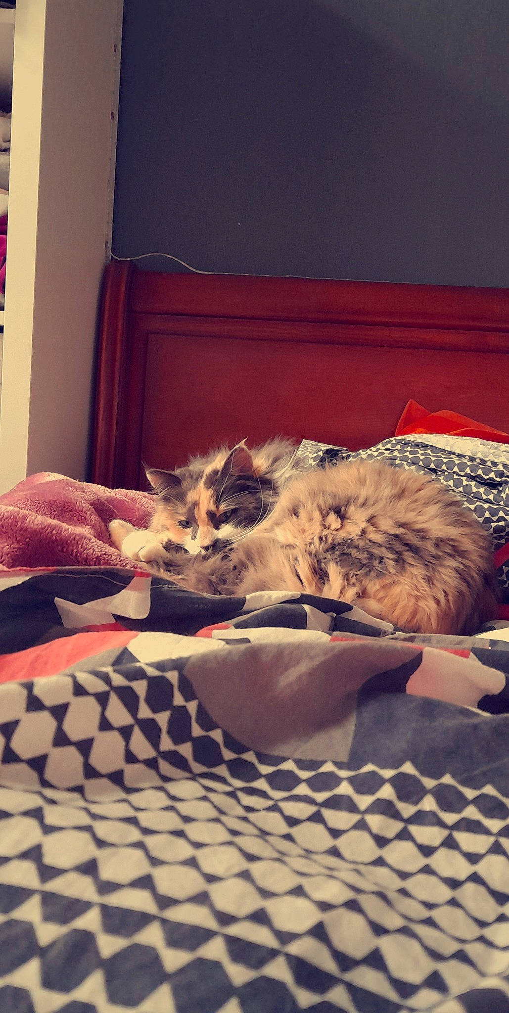 Marley participe au concours pour gagner de l'argent avec cette photo : bed, bed_sheet, bedding, bedroom, carnivore, cat, cloud, comfort, domestic_short_haired_cat, fawn, felidae, flooring, fur, linens, paw, room, small_to_medium_sized_cats, tail, whiskers, wood