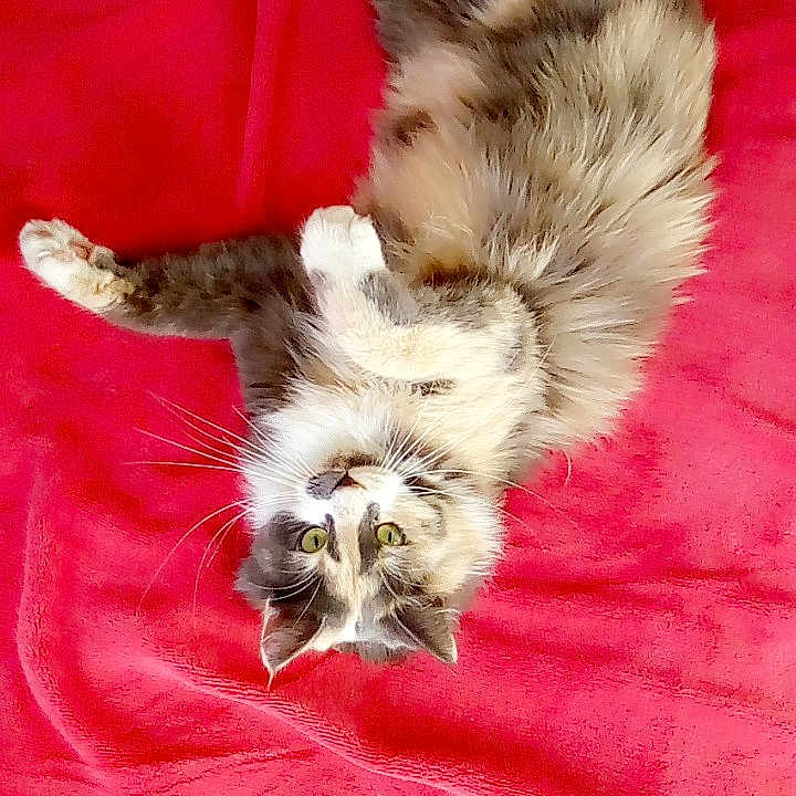 Marley
