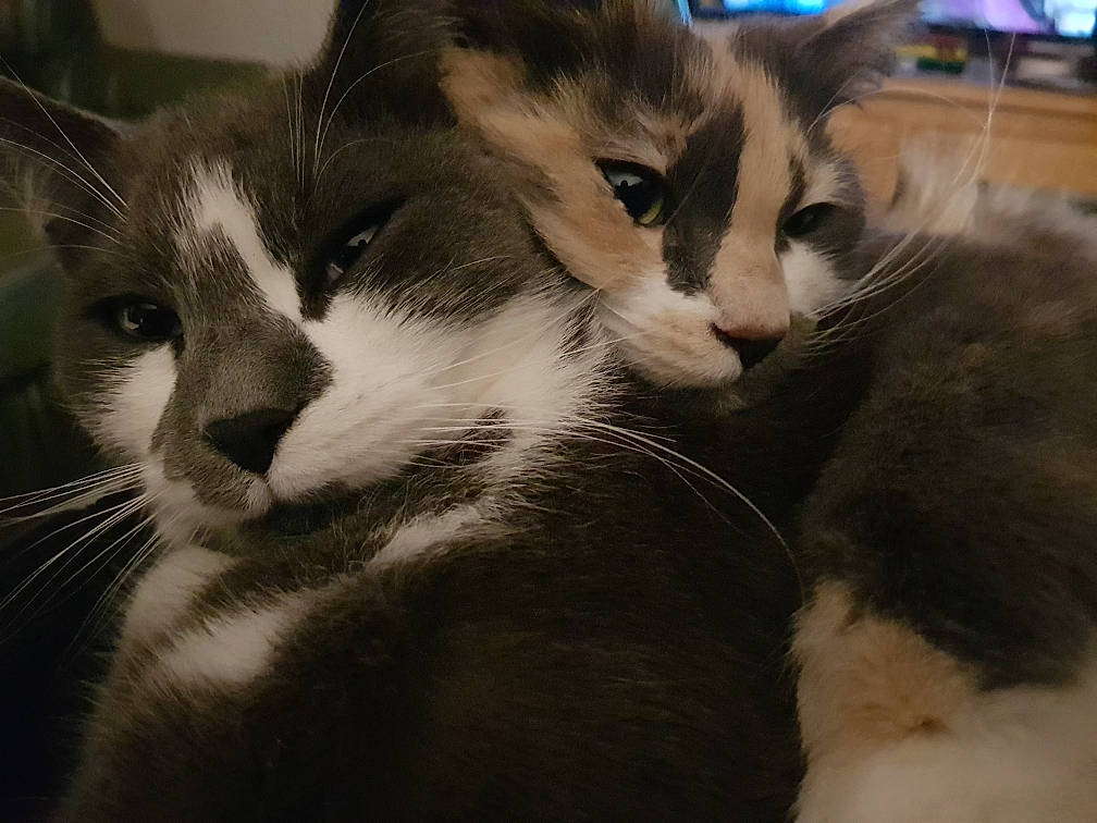 Marley participe au concours pour gagner de l'argent avec cette photo : carnivore, cat, claw, comfort, domestic_short_haired_cat, felidae, fur, monochrome, monochrome_photography, nap, paw, small_to_medium_sized_cats, snout, tail, whiskers