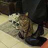 cat, tabby, pet, animal, sitting, portrait, indoors, rug, shoes, sneakers, boots, footwear, floor, tile, furniture, suitcase, home, brown_fur, whiskers, eyes