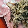 cat, tabby, pet, feline, animal, close_up, fur, striped_fur, whiskers, golden_eyes, ear, paw, face, sleepy, relaxed, blanket, pink, cozy, indoors, portrait