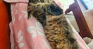 Phénomène participe au concours pour gagner de l'argent avec cette photo : cat, tortoiseshell_cat, sleeping, lying_down, relaxed, pet, feline, fur, whiskers, ears, blanket, pink_blanket, floral_pattern, indoor, home, furniture, table, tiled_floor, cozy, close_up