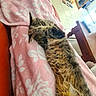 cat, tortoiseshell_cat, sleeping, lying_down, relaxed, pet, feline, fur, whiskers, ears, blanket, pink_blanket, floral_pattern, indoor, home, furniture, table, tiled_floor, cozy, close_up