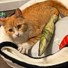 cat, orange_cat, white_cat, pet_bed, plush_toy, fish_toy, floor, indoor, curious, animal, pet, feline, toy_ball, cozy, resting, fur, whiskers, claws, gaze, domestic