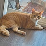 cat, orange_tabby, pet, animal, indoor, floor, glass_door, window, curious, green_eyes, relaxed, feline, whiskers, paw, tail, domestic_cat, home, wood_floor, laying_down, looking