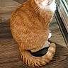 cat, orange_cat, white_fur, pet, indoor, wooden_floor, tail, curious_eyes, sitting, looking_up, domestic_cat, feline, cute, animal, fur, window, glass_door, home, flooring, curled_tail
