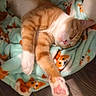 cat, sleeping, orange_cat, white_paws, blanket, dog_pattern, mint_green, cozy, pet, indoor, resting, cute, feline, stretching, paw_pads, fur, relaxation, soft_texture, home, comfort
