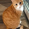 cat, orange_cat, white_cat, pet, animal, indoor, wooden_floor, curious, sitting, tail, ears, whiskers, window, glass_door, reflection, feline, domestic_cat, cute, looking_back, fur
