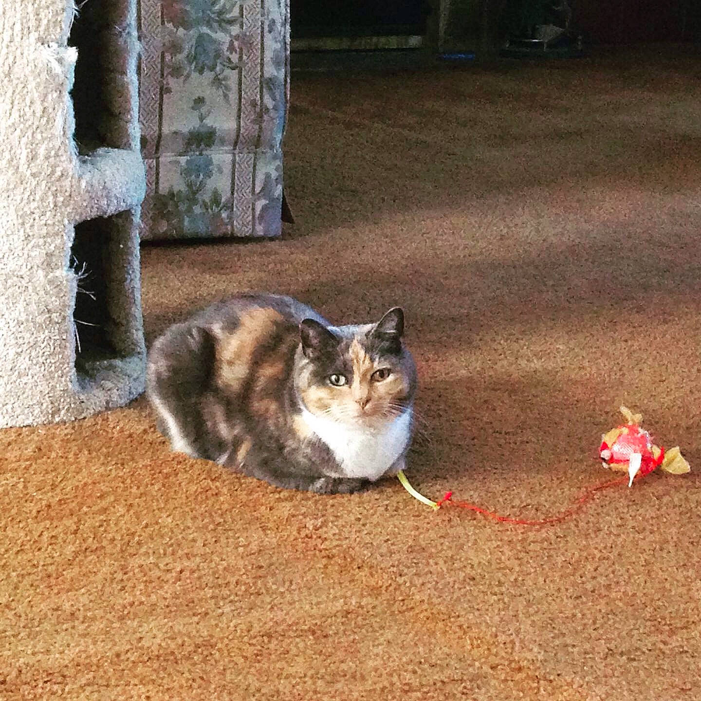 Kara is registered to the contest to win money with this photo: aegean_cat, carnivore, cat, domestic_short_haired_cat, european_shorthair, felidae, floor, flooring, fur, kitten, mammal, norwegian_forest_cat, small_to_medium_sized_cats, tail, whiskers, wood