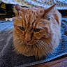cat, orange_cat, fluffy, pet, animal, feline, resting, indoor, towel, wooden_floor, closeup, whiskers, fur, ears, face, eyes, expression, soft_light, blurred_background, cozy