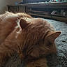 Mini joined the competition — help win amazing prizes! cat, orange_cat, sleeping, nap, furry, pet, indoor, blanket, cozy, resting, feline, fur, animal, relaxing, bedroom, soft_light, television, couch, home, quiet