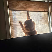 Mini is registered to the contest to win money with this photo: cat, window, blinds, sunlight, silhouette, feline, curious, indoor, pet, home, shadow, warm_light, curtain, mammal, animal, playful, cozy, daylight, domestic_cat, raising_paw