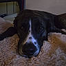 Coco joined the competition — help win amazing prizes! dog, resting, sleepy, close_up, blanket, bed, indoor, pet, fur, animal, cozy, relaxed, face, snout, lying_down, dark, calm, comfort, domestic_animal, home