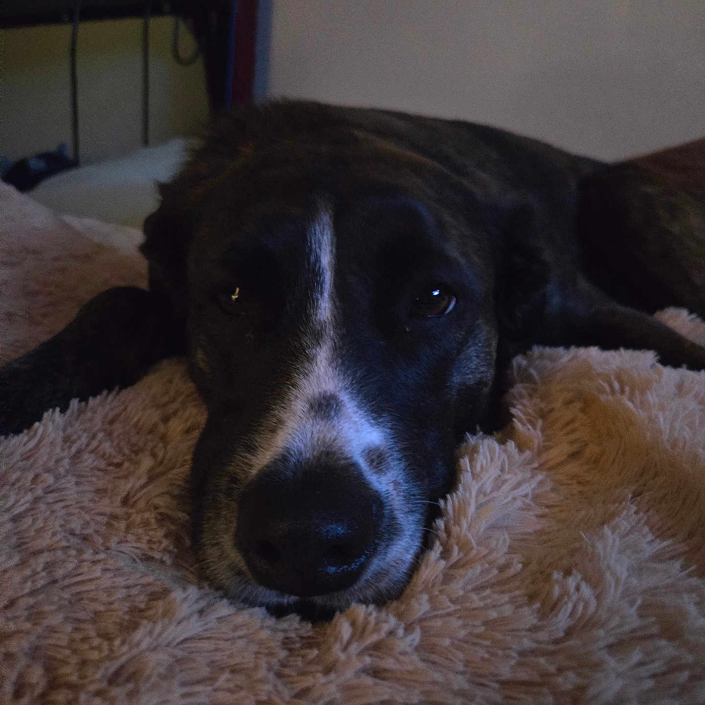Coco joined the competition — help win amazing prizes! dog, resting, sleepy, close_up, blanket, bed, indoor, pet, fur, animal, cozy, relaxed, face, snout, lying_down, dark, calm, comfort, domestic_animal, home