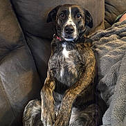 Coco joined the competition — help win amazing prizes! dog, brindle, pet, couch, blanket, relaxed, indoors, fur, animal, companion, cozy, brown, white_markings, sitting, looking, ears, paws, comfort, home, furniture