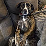 dog, brindle, pet, couch, blanket, relaxed, indoors, fur, animal, companion, cozy, brown, white_markings, sitting, looking, ears, paws, comfort, home, furniture