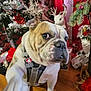 Tater joined the competition — help win amazing prizes! animal, bulldog, christmas_decor, christmas_tree, collar, cute, decoration, dog, festive, festivity, harness, holiday, holiday_season, indoor, ornament, paw, pet, present, reindeer_decoration, wooden_floor