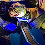 Tater is registered to the contest to win money with this photo: animal, bandana, blue_lights, bulldog, car_interior, closeup, dog, futuristic, happy, illuminated, night, outdoor, pet, pet_accessory, portrait, purple_lights, side_view, sitting, steering_wheel, vehicle