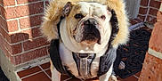 Tater is registered to the contest to win money with this photo: animal, brick_wall, bulldog, canine, closeup, daytime, dog, expression, front_paws, fur_hood, jacket, leash, mammal, outdoor, pet, porch, portrait, shadow, sunlight, tile_floor