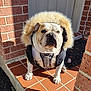 animal, brick_wall, bulldog, canine, closeup, daytime, dog, expression, front_paws, fur_hood, jacket, leash, mammal, outdoor, pet, porch, portrait, shadow, sunlight, tile_floor