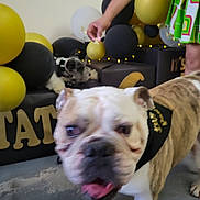 Tater joined the competition — help win amazing prizes! animal, background, balloons, bandana, black, blurred, bulldog, celebration, colorful, decorations, dog, festive, floor, gold, indoor, legs, party, person, pet, standing
