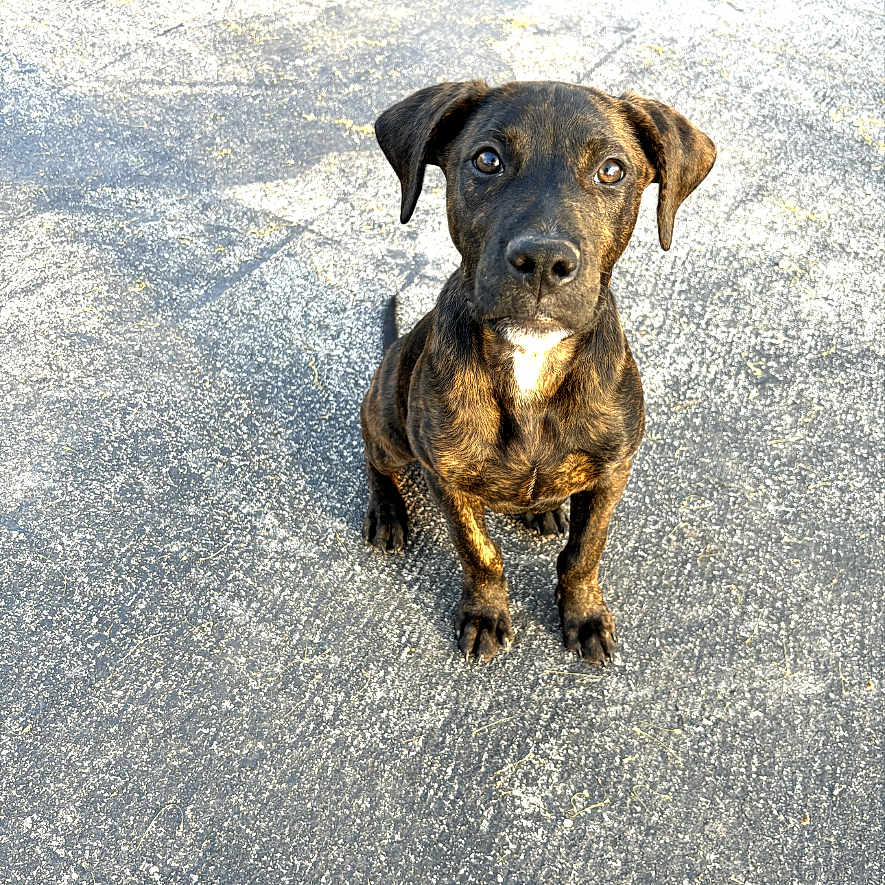 Wiggles joined the competition — help win amazing prizes! accessories, animal, boxer, bulldog, canine, dog, face, frenchbulldog, head, hound, labradorretriever, person, pet, photography, pitbull, portrait, pug, puppy, snout, terrier