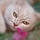 Minette