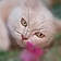 Minette