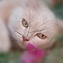 Minette participe au concours pour gagner de l'argent avec cette photo : cat, white_cat, close_up, face, grass, flower, nature, outdoor, pet, feline, whiskers, eyes, pink_flower, soft_focus, blur, animal, cute, lying_down, relaxed