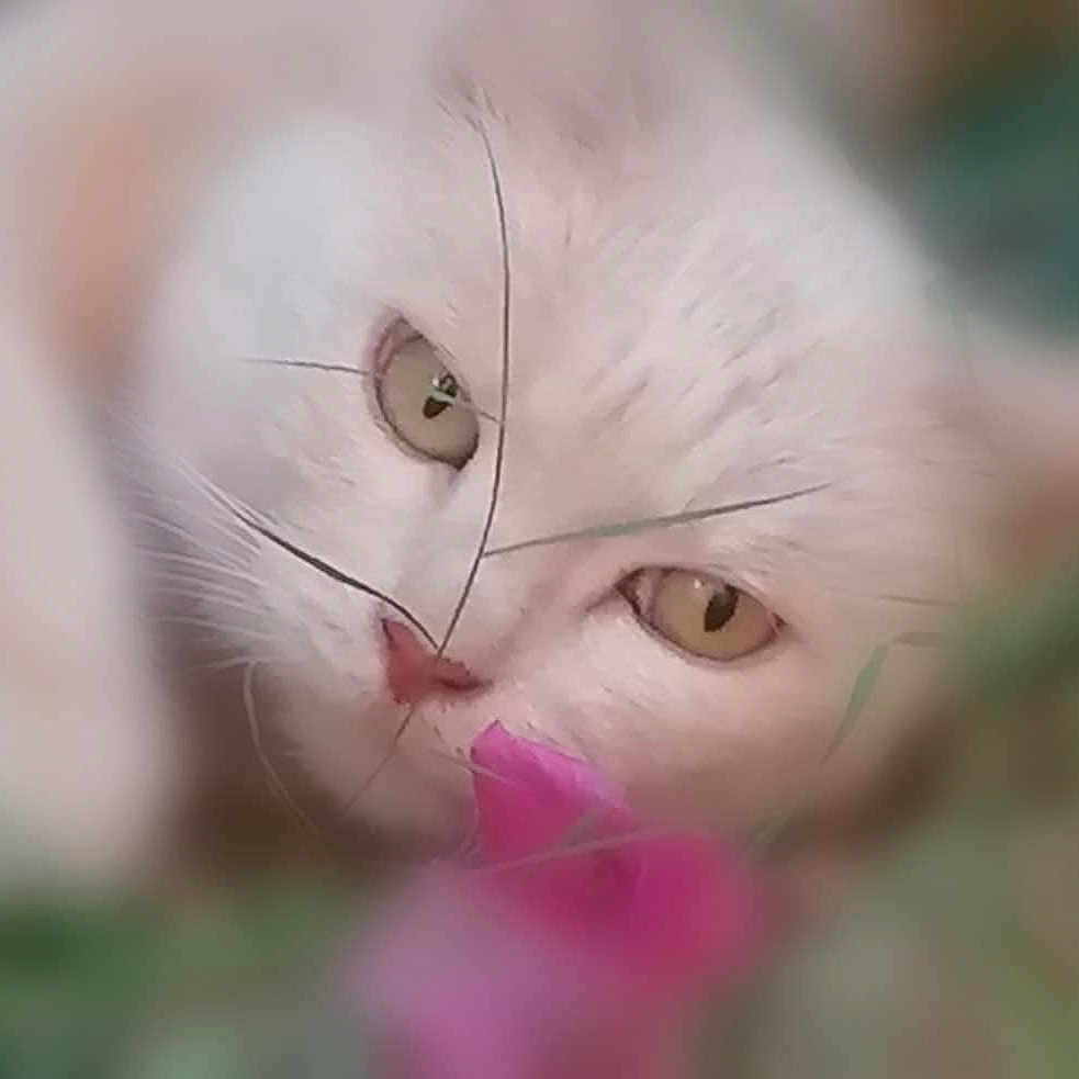 Minette participe au concours pour gagner de l'argent avec cette photo : animal, blur, cat, close_up, cute, eyes, face, feline, flower, grass, lying_down, nature, outdoor, pet, pink_flower, relaxed, soft_focus, whiskers, white_cat