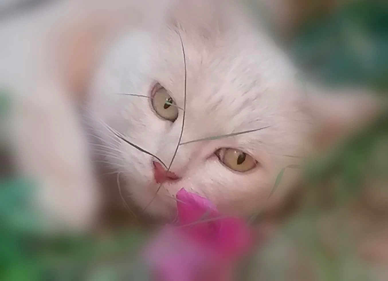 Minette participe au concours pour gagner de l'argent avec cette photo : cat, white_cat, close_up, face, grass, flower, nature, outdoor, pet, feline, whiskers, eyes, pink_flower, soft_focus, blur, animal, cute, lying_down, relaxed