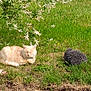 Minette a rejoint le concours — aidez-le/la à gagner de superbes lots ! cat, hedgehog, grass, flowering_bush, outdoor, nature, animal, sleeping, greenery, spiky, peaceful, garden, wildlife, furry, pet, resting, summer, daytime, closeup, flora
