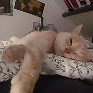 Minette a rejoint le concours — aidez-le/la à gagner de superbes lots ! cat, bedspread, pattern, paw, indoor, relaxed, sleepy, feline, pet, blanket, room, decor, wall_art, books, furniture, soft_lighting, closeup, animal, cozy, resting